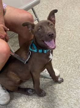 Genesis -  Labrador Retriever and Husky Dog for Adoption in Fenton, Missouri - Genesis | PetCurious
