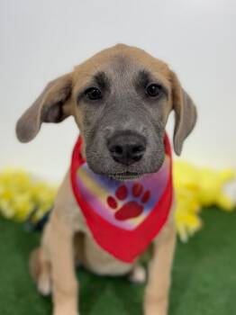 Black Mouth Cur and Labrador Retriever Dogs Available for Adoption in Carlsbad, California - Italy-One Of Our Amazing Rescue Dogs | PetCurious