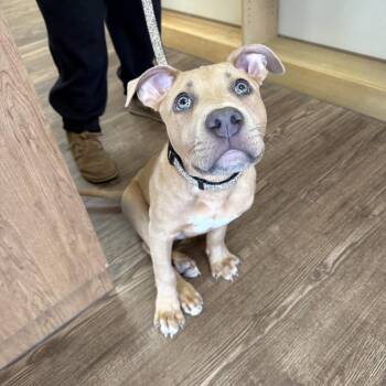 Pit Bull Terrier Dogs Available for Adoption in Atoka, Tennessee - Finn | PetCurious