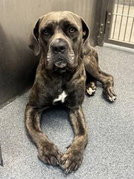 JUNIPER -  Mixed Breed Dog for Adoption in Dallas, Texas - JUNIPER | PetCurious