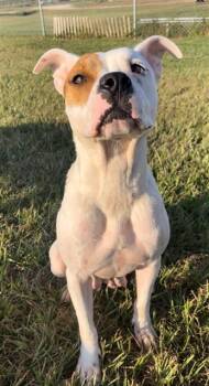 Rescue Pit Bull Terrier and Mixed Breed Dogs for Adoption in Rosenberg, Texas - ANNIE | PetCurious