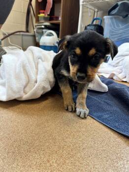 ZUKO -  Australian Cattle Dog Blue Heeler and Mixed Breed Dog for Adoption in Frisco, Colorado - ZUKO | PetCurious