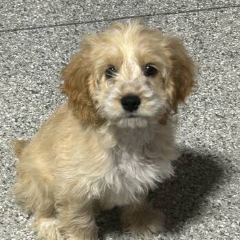Scruffy. 9.2 lbs -  Cockapoo Dog for Adoption in Antwerp, Ohio - Scruffy. 9.2 Lbs | PetCurious