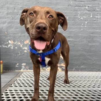 Goose -  Chocolate Labrador Retriever and Mixed Breed Dog for Adoption in Chicago, Illinois - Goose | PetCurious
