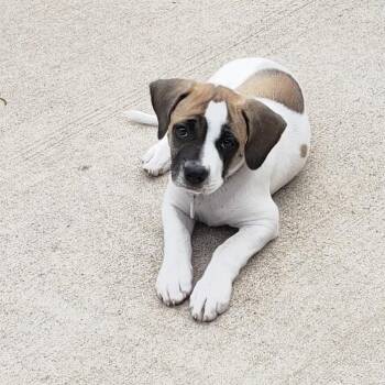 Miss Nooby -  Boxer and Mixed Breed Dog Available for Adoption in Livingston, Texas - Miss Nooby | PetCurious