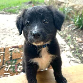 Australian Shepherd and Mixed Breed Dogs Available for Adoption in Boerne, Texas - Elmer | PetCurious
