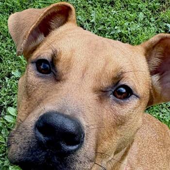 Tucker -  Plott Hound and Chocolate Labrador Retriever Dog for Adoption in Latham, New York - Tucker | PetCurious