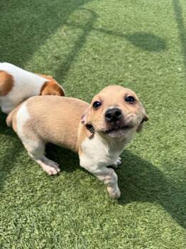 Zucchini -  Beagle Dog for Adoption - Zucchini | PetCurious