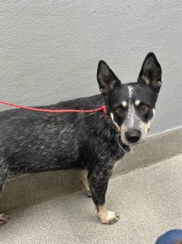 REY -  Australian Cattle Dog Blue Heeler and Mixed Breed Dog for Adoption in Las Vegas, Nevada - REY | PetCurious