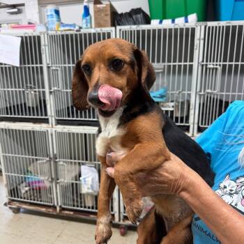 Rescue Dachshund and Chihuahua Dogs for Adoption in Denison, Texas - Rita | PetCurious