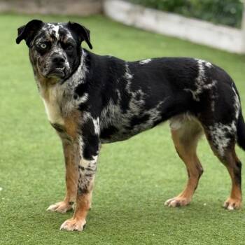 Catahoula Leopard Dog Dogs Available for Adoption in Loxahatchee Groves, Florida - Toe-Bias 6948 | PetCurious