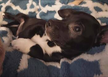 Terrier Dogs Available for Adoption - Scooter | PetCurious