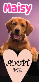 Labrador Retriever Dogs Available for Adoption - Maisy | PetCurious
