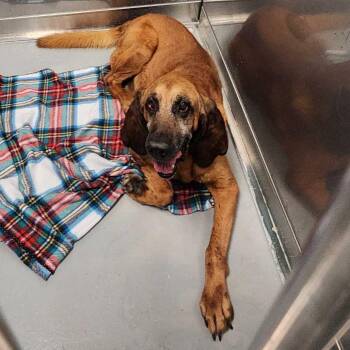 Copper -  Mixed Breed Dog for Adoption in Davenport, Iowa - Copper | PetCurious
