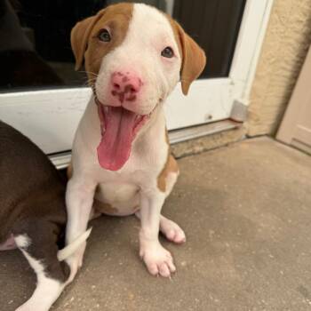 Mixed Breed Dogs Available for Adoption in Titusville, Florida - Valor | PetCurious