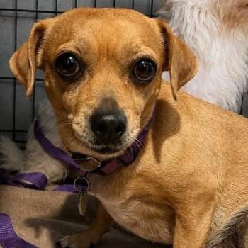 Gracey -  Chihuahua Dog for Adoption in Center Point, Texas - Gracey | PetCurious