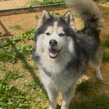 Siberian Husky Dogs Available for Adoption in Fairmont, West Virginia - Zeke | PetCurious
