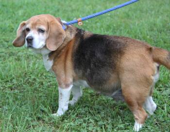 Beagle Babe (Photos July 18th 2026) -  Beagle Dog for Adoption in Marietta, Ohio - Beagle Babe (Photos July 18th 2026) | PetCurious