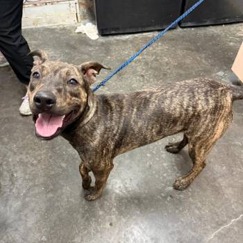 Trixie -  Pit Bull Terrier and Mixed Breed Dog for Adoption in Evensville, Tennessee - Trixie | PetCurious