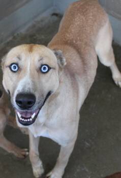 Rescue Shepherd and Husky Dogs for Adoption in Yucca Valley, California - Stella | PetCurious