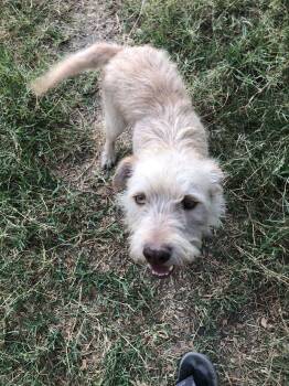 Norwich Terrier Dogs Available for Adoption in Auburn, Washington - MONCHO | PetCurious