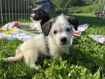 Athos -  Mixed Breed Dog for Adoption in Schenectady, New York - Athos | PetCurious