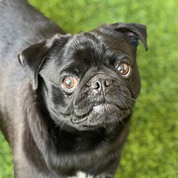 Pug Dogs Available for Adoption in Burlingame, California - Puggie Small | PetCurious