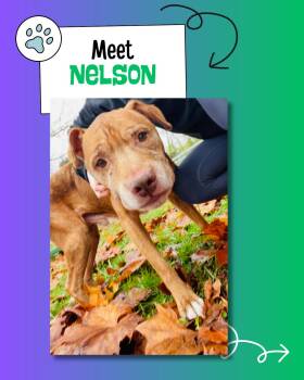 Rescue American Staffordshire Terrier Dogs for Adoption in Sulphur, Kentucky - Nelson | PetCurious