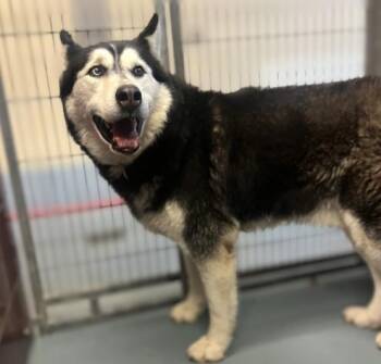 Husky and Mixed Breed Dogs Available for Adoption - LOKI | PetCurious