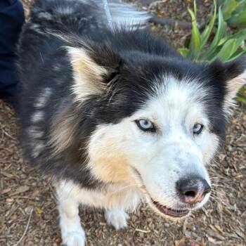 Aurora A2183714 -  Husky and Mixed Breed Dog for Adoption in Los Angeles, California - Aurora A2183714 | PetCurious