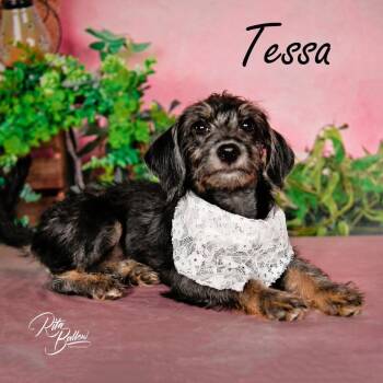 Tessa -  Schnauzer and Chihuahua Dog for Adoption in Miami, Oklahoma - Tessa | PetCurious