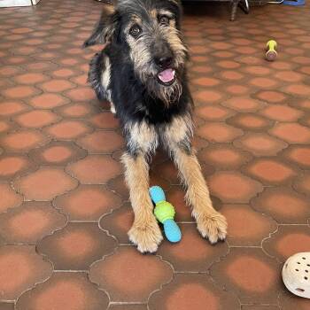 Rescue Standard Poodle and German Shepherd Dog Dogs for Adoption in Lisbon, Ohio - Olaf | PetCurious