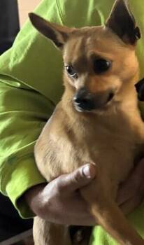 Chihuahua and Mixed Breed Dogs Available for Adoption in Georgetown, Ohio - Serena | PetCurious