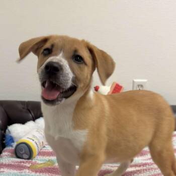 Rescue Terrier Dogs for Adoption in Valparaiso, Indiana - Cheesy Fiesta Potatoes | PetCurious