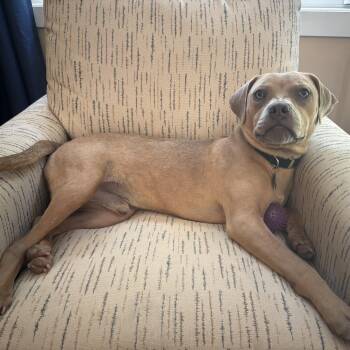 Cody -  Bulldog Dog for Adoption in Tunica, Mississippi - Cody | PetCurious