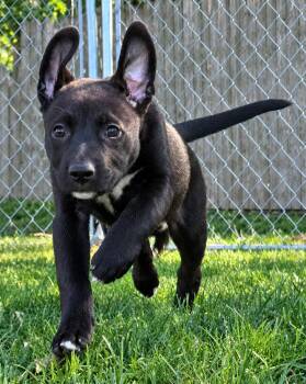 Wybie -  American Staffordshire Terrier and Shepherd Dog for Adoption in Grayslake, Illinois - Wybie | PetCurious
