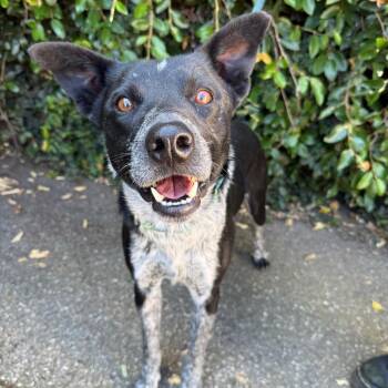 Australian Cattle Dog Blue Heeler and Border Collie Dogs Available for Adoption in Goleta, California - Ringo | PetCurious