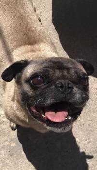 Chato -  Pug Dog for Adoption in Escondido, California - Chato | PetCurious