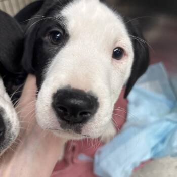 Panda -  German Shorthaired Pointer Dog for Adoption in Indianapolis, Indiana - Panda | PetCurious