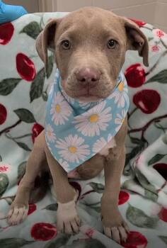 Pit Bull Terrier and Mixed Breed Dogs Available for Adoption - Julius (2026) | PetCurious