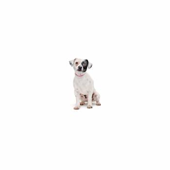 Mixed Breed Dogs Available for Adoption in Los Angeles, California - Prince Zuko | PetCurious