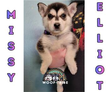  -  Siberian Husky Dog Available for Adoption in Missoula, Montana | PetCurious
