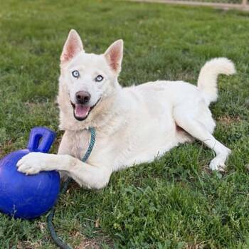 ZORRO -  Siberian Husky Dog Available for Adoption in Modesto, California - ZORRO | PetCurious