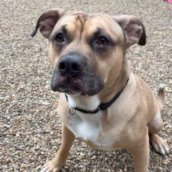 Mixed Breed Dogs Available for Adoption in Pittsburgh, Pennsylvania - Cyclone | PetCurious