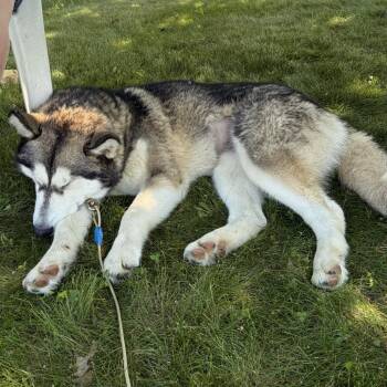 Sadie -  Husky and Mixed Breed Dog for Adoption in Alma, Wisconsin - Sadie | PetCurious