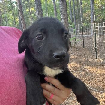 German Shorthaired Pointer and Labrador Retriever Dogs Available for Adoption in York, South Carolina - Storm | PetCurious