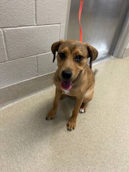 Rescue Black Mouth Cur Dogs for Adoption in Seguin, Texas - Kara | PetCurious