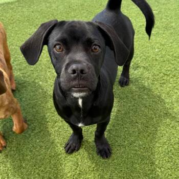 Dachshund and Pug Dogs Available for Adoption in Loxahatchee Groves, Florida - Buddy 0567 | PetCurious