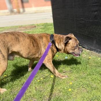 Mixed Breed Dogs Available for Adoption in Pittsburgh, Pennsylvania - Big Ben | PetCurious