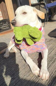 Rescue Anatolian Shepherd Dogs for Adoption in Rockwall, Texas - Tofu | PetCurious